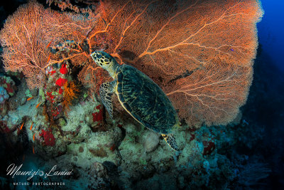 Tartaruga embricata, Hawksbill sea turtle