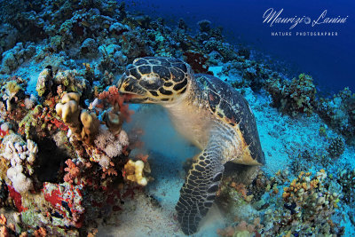 Tartaruga embricata, Hawksbill sea turtle