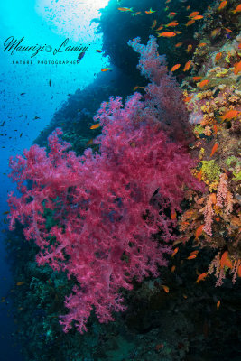 I colori del reef , Reef's colors