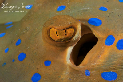 Pastinaca a macchieblu, Blue spotted ribbontail ray