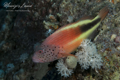 Pesce falco, Hawk fish