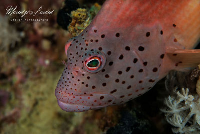 Pesce falco, Hawk fish