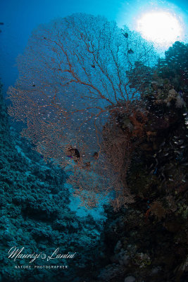Gorgonia, Sea fan