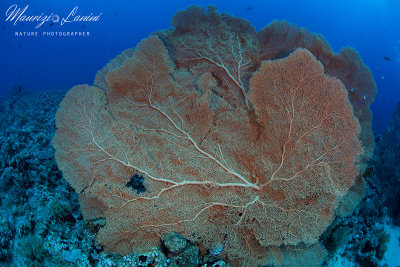 Gorgonia, Sea fan