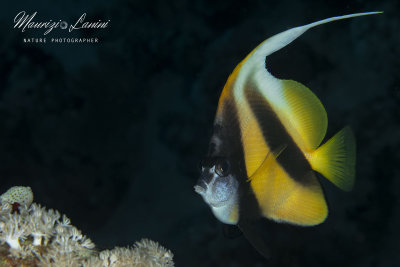 Pesce angelo, Angelfish