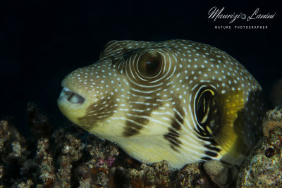 Pesce palla, White-spotted puffer