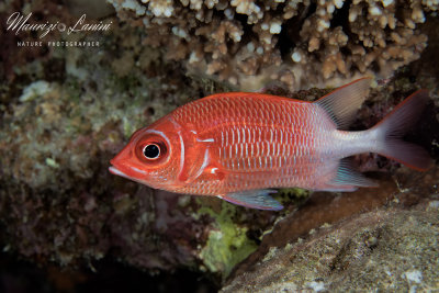 Pesce scoiattolo, Silverspot