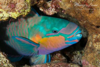 Pesce pappagallo, Parrot fish