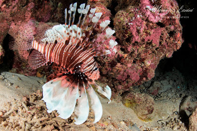 Pesce scorpione, Scorpion fish