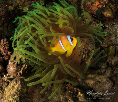 Pesce pagliaccio, Clownfish