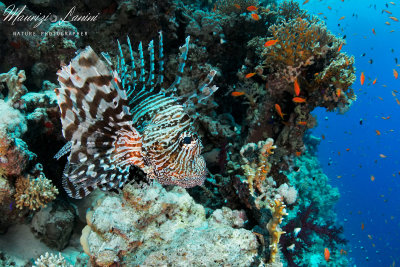 Pesce scorpione, Scorpion fish