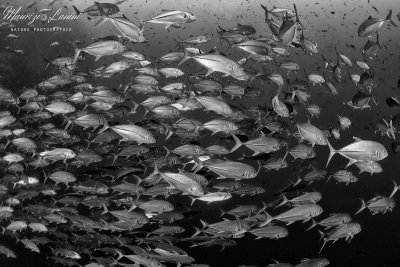 Carangidi, Big eye trevally