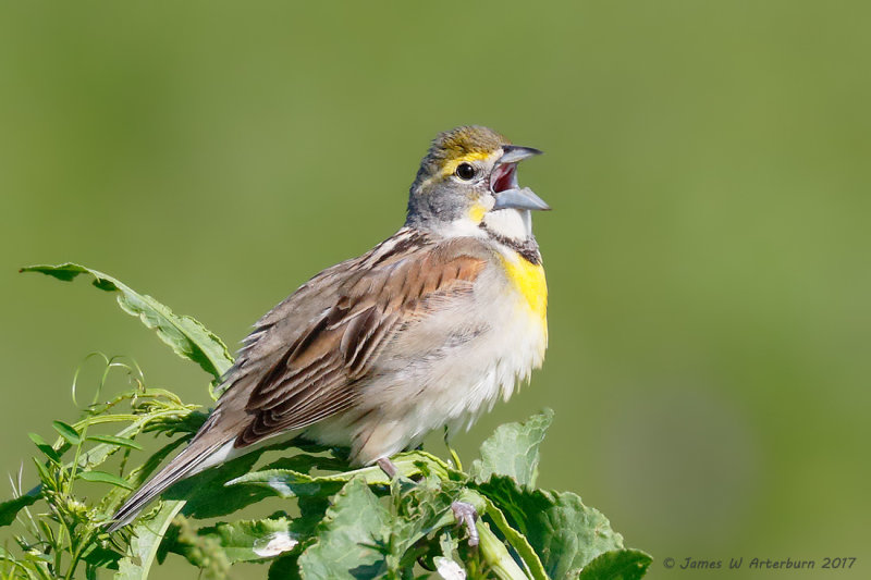 Dickcissel