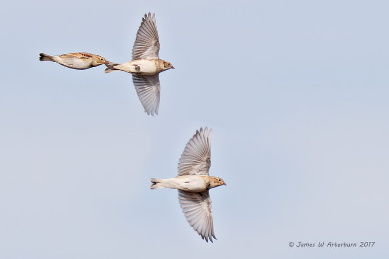 Thick-billed & Lapland Longspurs