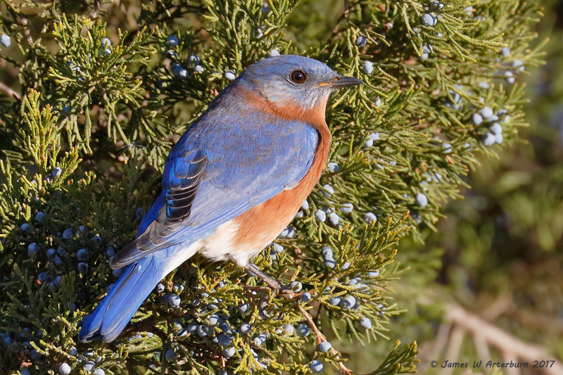 Eastern Bluebird