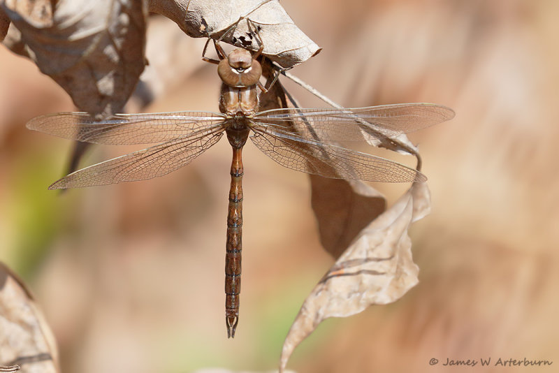 Springtime Darner