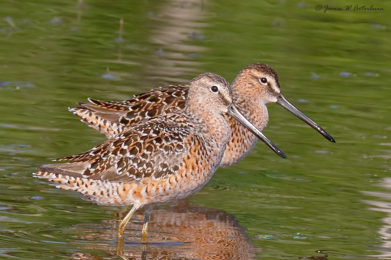 Long-billed Dowitcher