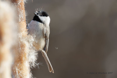 Carolina Chickadee