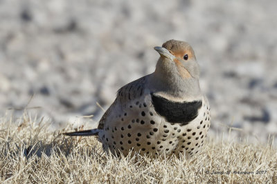 Northern Flicker