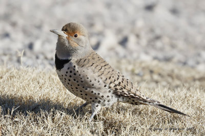 Northern Flicker