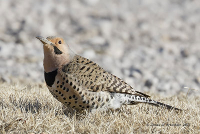 Northern Flicker