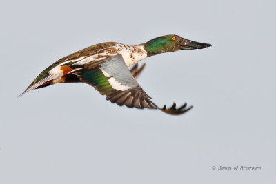 Northern Shoveler