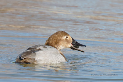 Canvasback