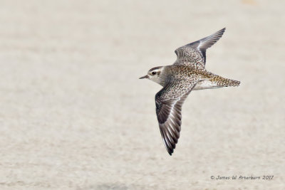 American Golden-Plover