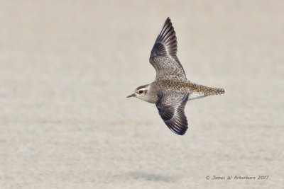 American Golden-Plover