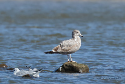 California Gull