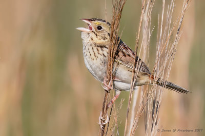 Henslow's Sparrow