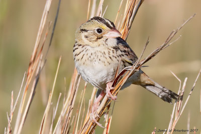 Henslow's Sparrow