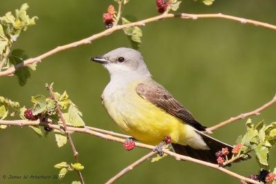 Western Kingbird