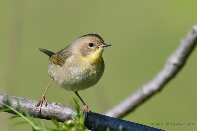 Common Yellowthroat