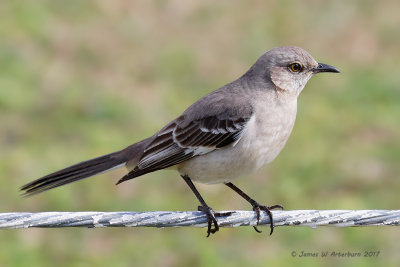 Northern Mockingbird