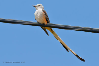 Scissor-tailed Flycatcher