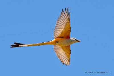 Scissor-tailed Flycatcher