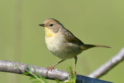 Common Yellowthroat