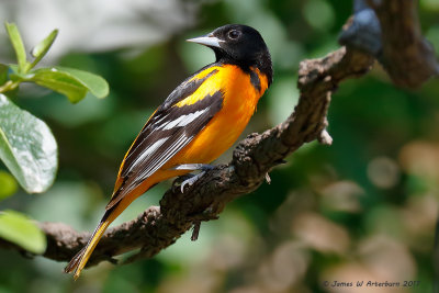 Baltimore Oriole