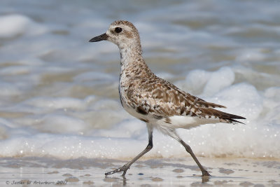 Black-bellied Plover