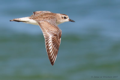 Black-bellied Plover