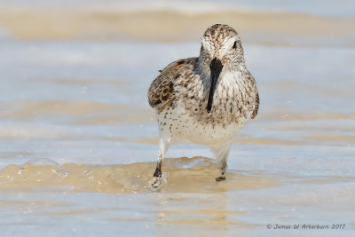 Dunlin