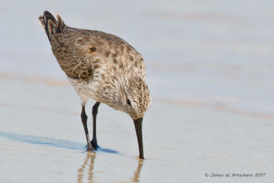 Dunlin
