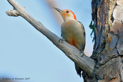 Red-bellied Woodpecker