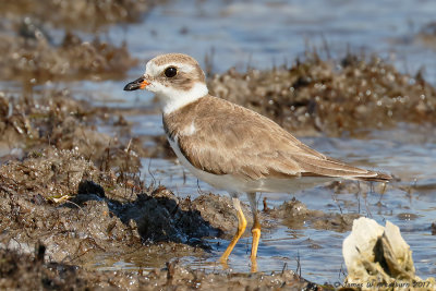 Semipalmated Plover