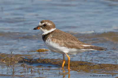 Semipalmated Plover