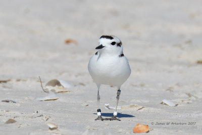 Snowy Plover