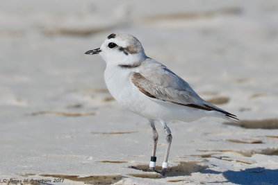 Snowy Plover