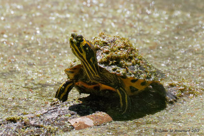 Penisula Cooter