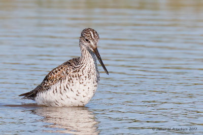 Greater Yellowlegs